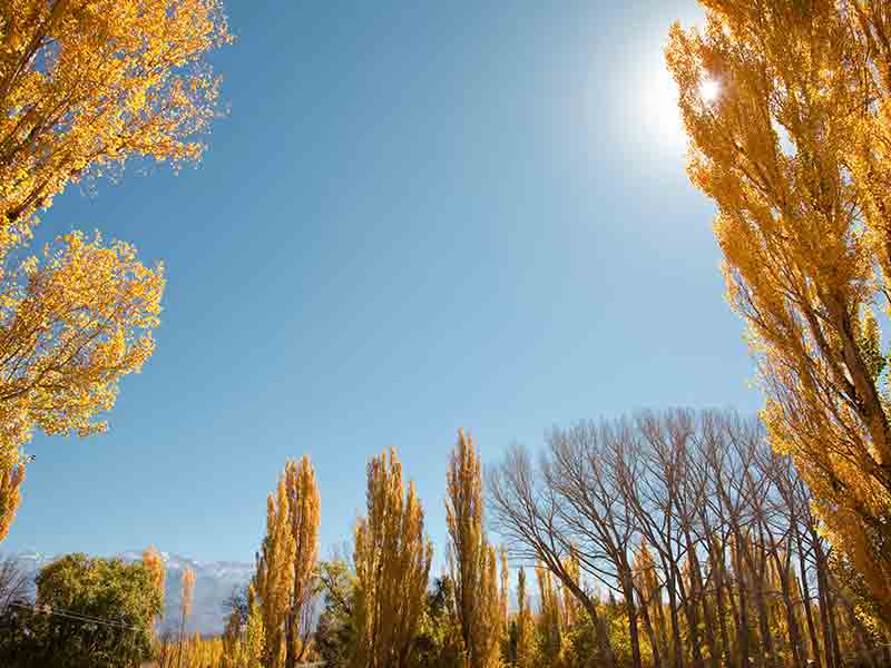 5/6/25: Sunshine Sprightly, Warmth Awaits—Nashville Celebrates!